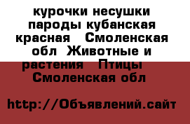 курочки несушки пароды кубанская красная - Смоленская обл. Животные и растения » Птицы   . Смоленская обл.